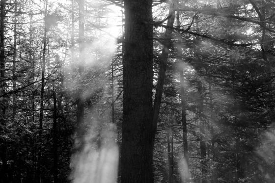 black and white, photo, landscape, forest, 