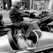 motorcycle, sidecar, dog,